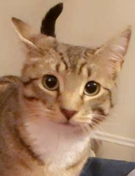 bonny the cat, a tan tabby. her ears are pointed in terrible directions in this picture, like radio antennae